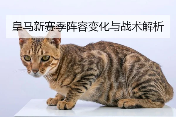 皇马新赛季阵容变化与战术解析